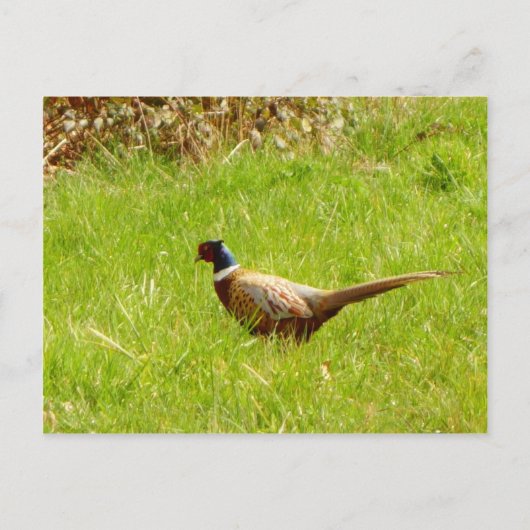 Pheasant Postkarte (Vorderseite)