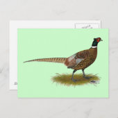Pheasant Rooster Postkarte (Vorne/Hinten)
