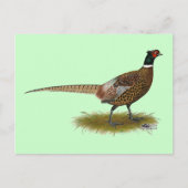 Pheasant Rooster Postkarte (Vorderseite)