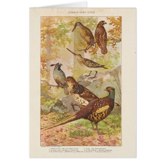 Pheasant und Game Jeden Anlaß Blank Gruß (Vorne)