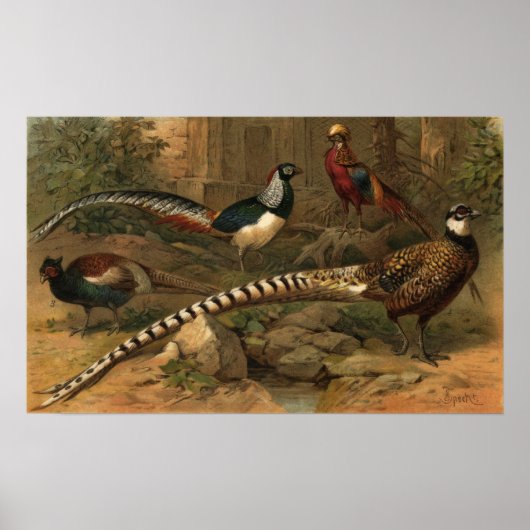 Pheasants Canvas Print Poster (Vorne)