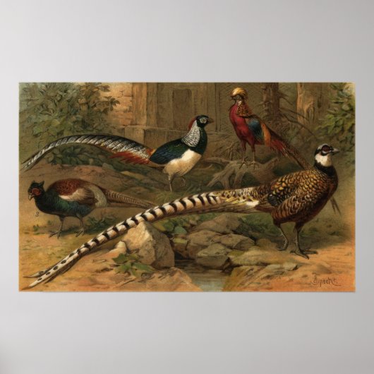 Pheasants Poster (Vorne)