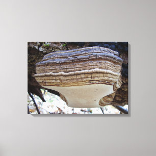 Phellinus igniarius Mushroom Canvas Print Leinwanddruck