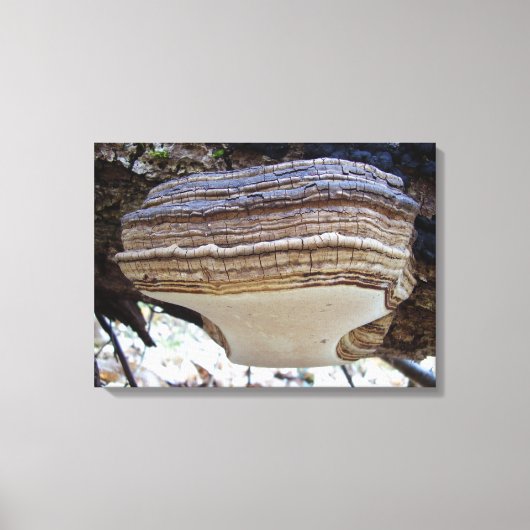 Phellinus igniarius Mushroom Canvas Print Leinwanddruck (Vorderseite)