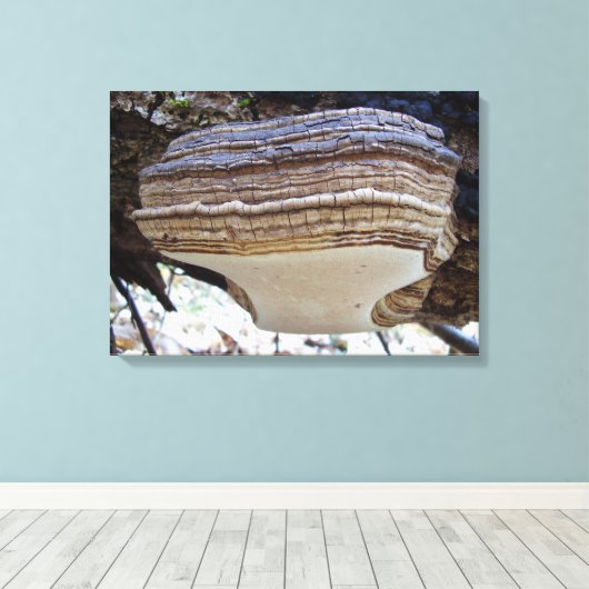 Phellinus igniarius Mushroom Canvas Print Leinwanddruck (Insitu (Holzboden))