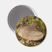 Phellinus igniarius Mushroom Magnet (Vorderseite/Rückseite)