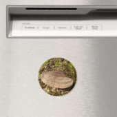 Phellinus igniarius Mushroom Magnet (In Situ (Geschirrspüler))