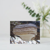 Phellinus igniarius Mushroom Postcard Postkarte (Stehend Vorderseite)