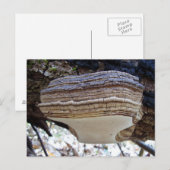 Phellinus igniarius Mushroom Postcard Postkarte (Vorne/Hinten)