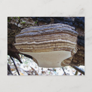 Phellinus igniarius Mushroom Postcard Postkarte