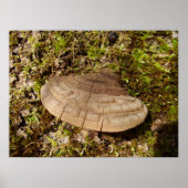 Phellinus igniarius Mushroom Poster (Vorne)