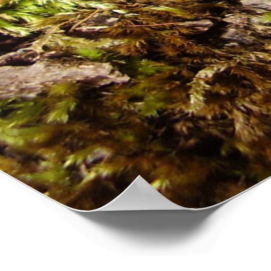 Phellinus igniarius Mushroom Poster (Ecke)