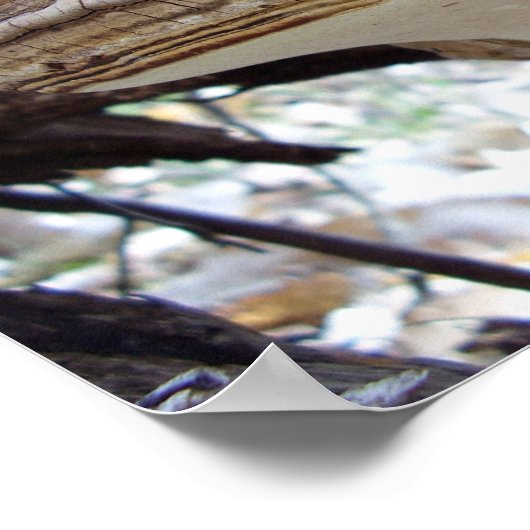 Phellinus igniarius Mushroom Poster (Ecke)