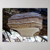 Phellinus igniarius Mushroom Poster (Vorne)