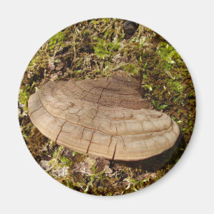 Phellinus igniarius Pilzmagnet Magnet