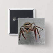 Phiddipus Jumping Spider Series Matching Items Button (Vorne & Hinten)