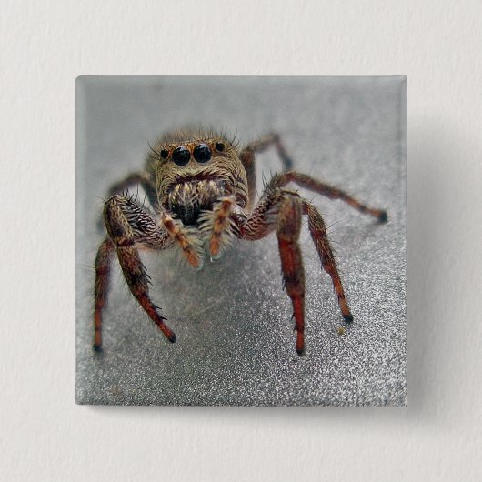 Phiddipus Jumping Spider Series Matching Items Button (Vorderseite)