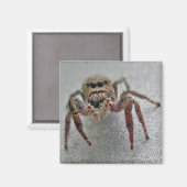Phiddipus Jumping Spider Series Matching Items Magnet (Vorderseite/Rückseite)