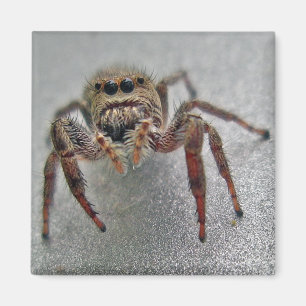 Phiddipus Jumping Spider Series Matching Items Magnet