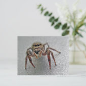 Phiddipus Jumping Spider Series Matching Items Postkarte (Stehend Vorderseite)