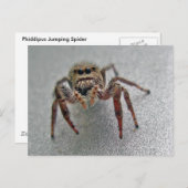 Phiddipus Jumping Spider Series Matching Items Postkarte (Vorne/Hinten)