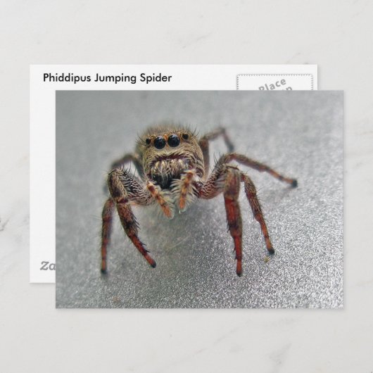 Phiddipus Jumping Spider Series Matching Items Postkarte (Vorne/Hinten)