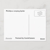 Phiddipus Jumping Spider Series Matching Items Postkarte (Rückseite)