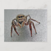 Phiddipus Jumping Spider Series Matching Items Postkarte (Vorderseite)