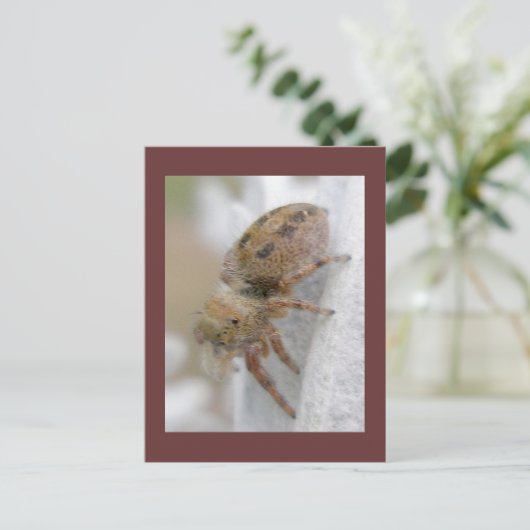 Phidippus clarus Jumping Spider Postcard Postkarte (Stehend Vorderseite)