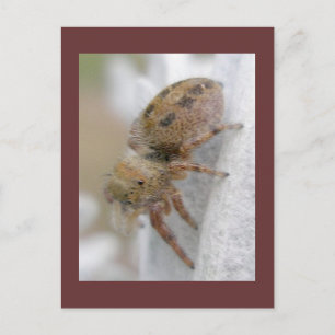 Phidippus clarus Jumping Spider Postcard Postkarte