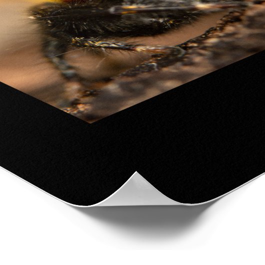 Phidippus springendes Spinnen-Set Poster (Ecke)