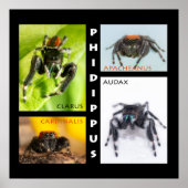Phidippus springendes Spinnen-Set Poster (Vorne)