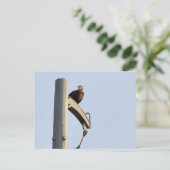 Philadelphia Bald Eagle Postkarte (Stehend Vorderseite)