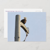 Philadelphia Bald Eagle Postkarte (Vorne/Hinten)