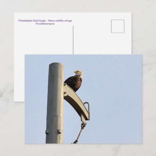 Philadelphia Bald Eagle Postkarte (Vorne/Hinten)