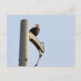 Philadelphia Bald Eagle Postkarte