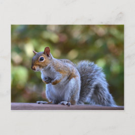 Philadelphia Gray Eichhörnchen Postcard Postkarte