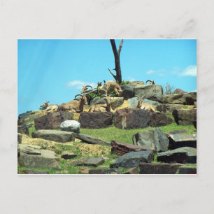 Philadelphia Zoo Postkarte