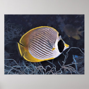 Philippine Butterflyfish Poster