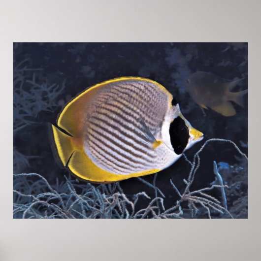 Philippine Butterflyfish Poster (Vorne)