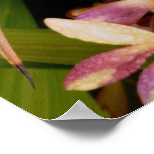 Philippine Ground Orchids Poster (Ecke)