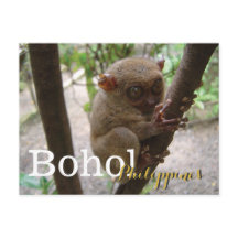 Philippine Tarsier aus Bohol