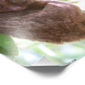 Philippine Tarsier Foto Print (Ecke)