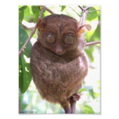 Philippine Tarsier Foto Print (Vorne)