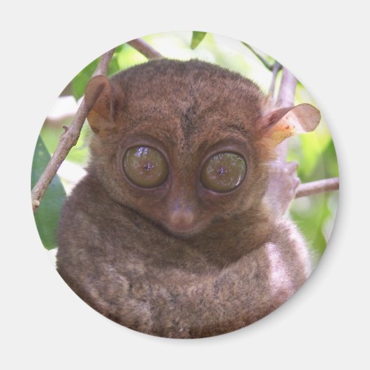 Philippine Tarsier Magnet (Vorne)