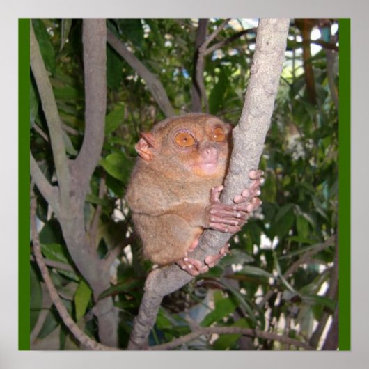 Philippine Tarsier Poster (Vorne)