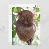 Philippine Tarsier Postkarte (Vorne/Hinten)