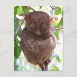 Philippine Tarsier Postkarte