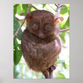 Philippine Tarsier Print Poster (Vorne)
