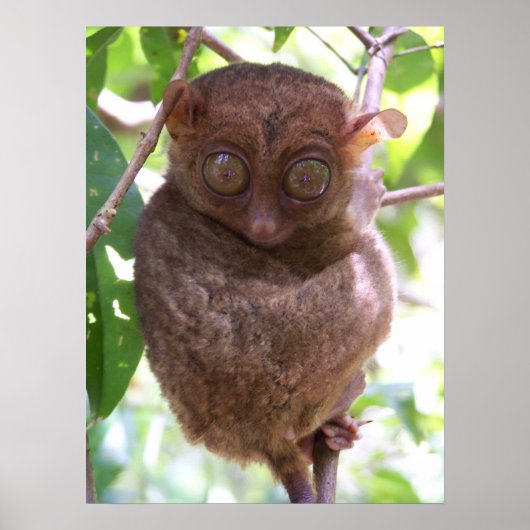 Philippine Tarsier Print Poster (Vorne)